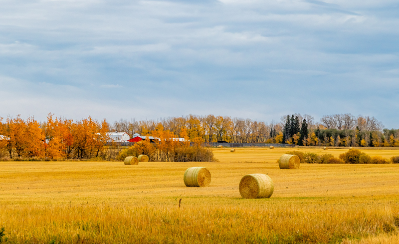 reddeer_5star_homepage